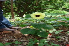 Hibiscus calyphyllus